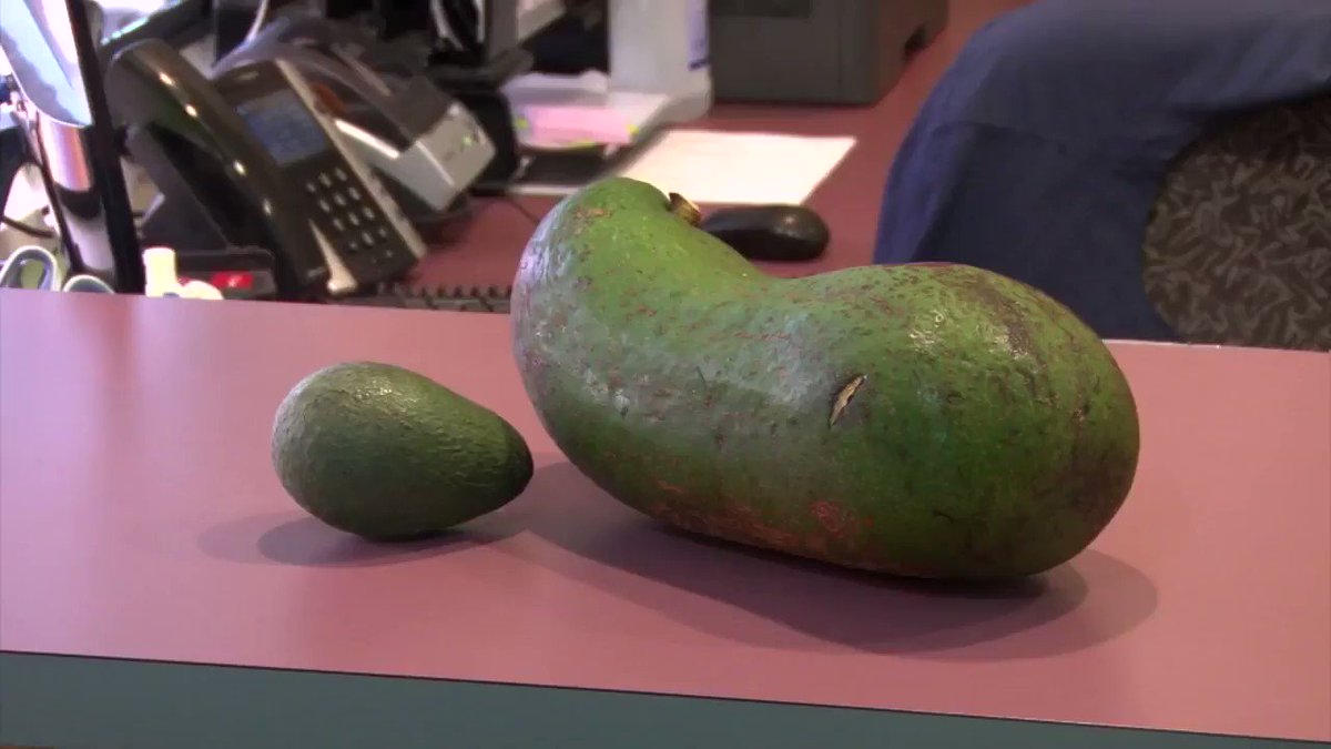 This could be the world's heaviest avocado https://cnn.it/2BaZkkQ