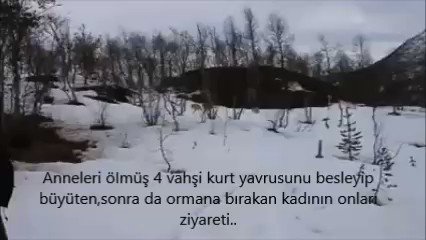 Anneleri öImüş 4 vahşi kurt yavrusunu besleyip büyüten,sonra da ormana bırakan kadının onları ziyareti..