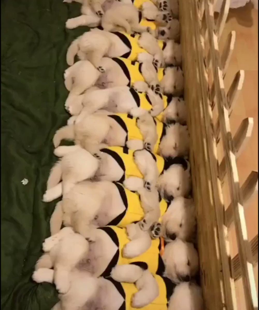 Dominawww effect