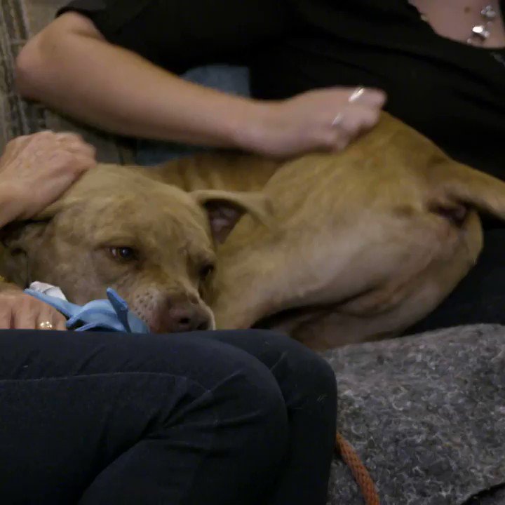 Dogs are like wine... they get better with age! #PitBullsandParolees