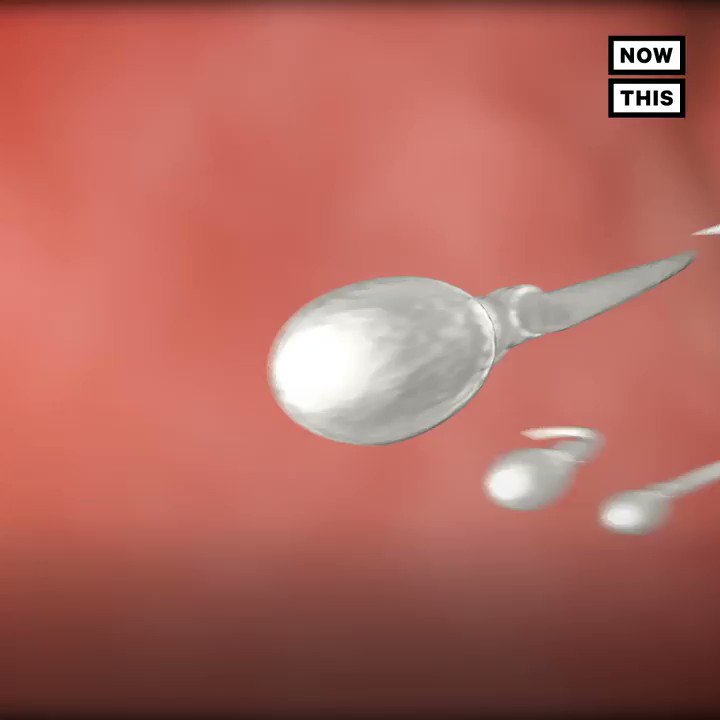 Add this to the long list of cannabis wonders: studies show weed increases sperm count (link: ) https://twitter.com/nowthisnews/status/1094340916410646528/video/1 …