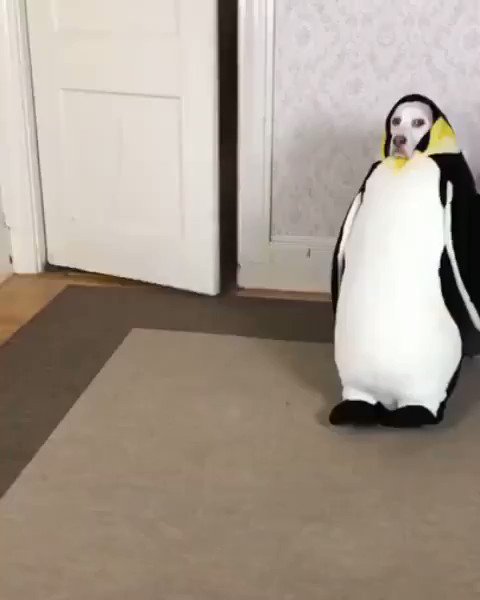 犬とペンギンが合体した結果？超シュール過ぎるwww