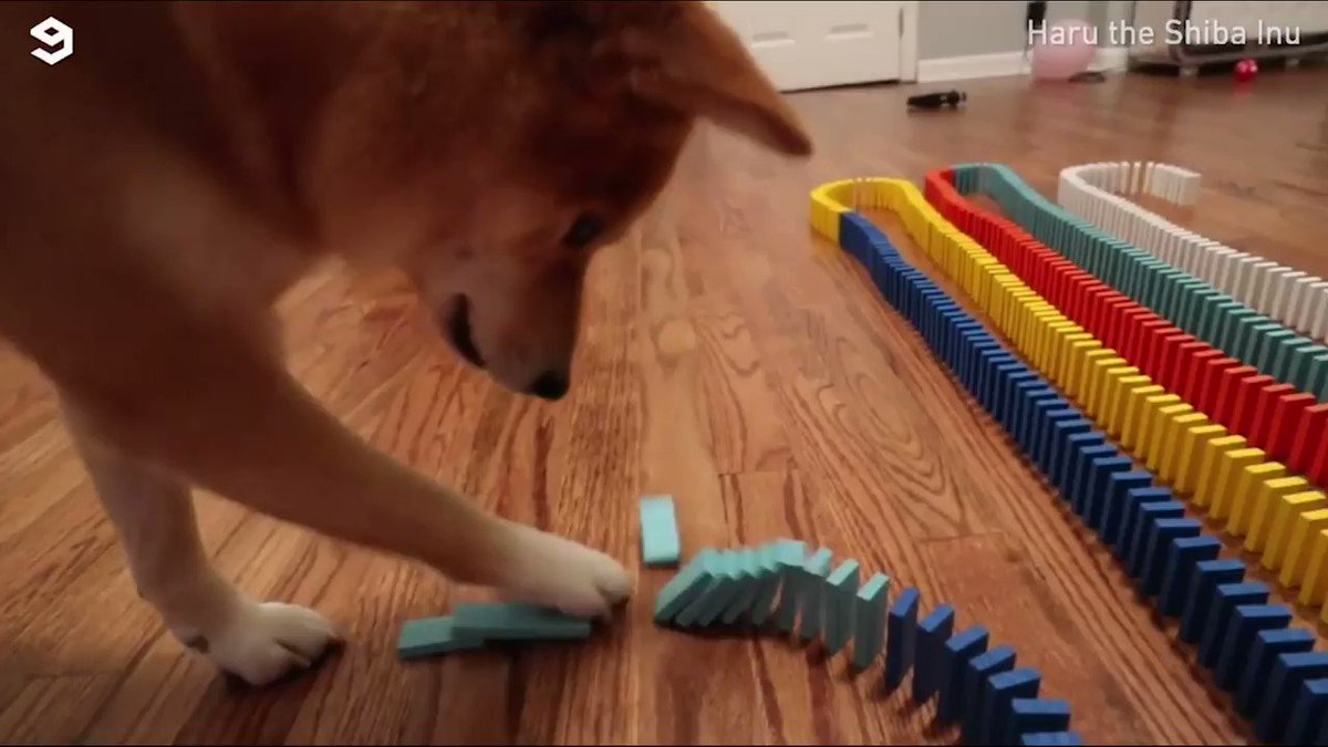 Omg what have I done?!
📹 Haru the Shiba Inu