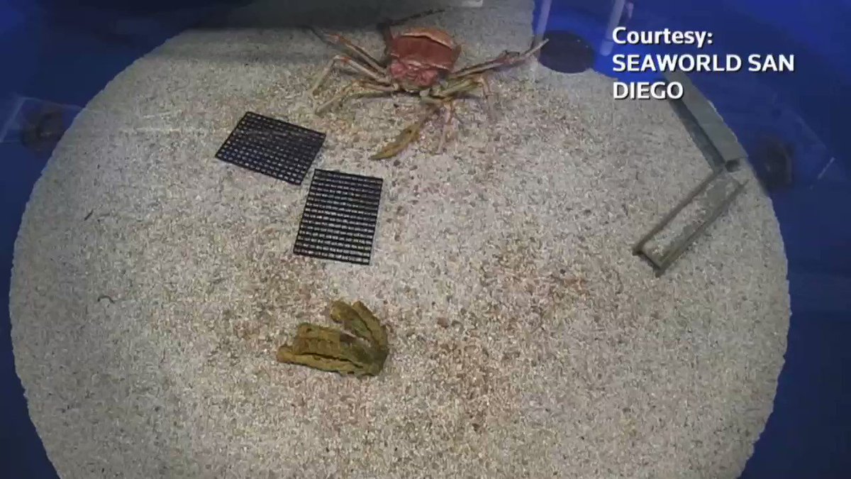 WATCH: Japanese spider crab transforms in timelapse video