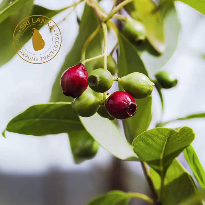 FRANÇOIS DEMACHY DIOR PERFUMER CREATOR’S TRAVELBOOK – SANDALWOOD IN SRI LANKA: “Sandalwood grows until the age of 15 years old before being harvested, sunshine and rainfall are the best conditions for its development.” #francoisdemachy #diorparfums
