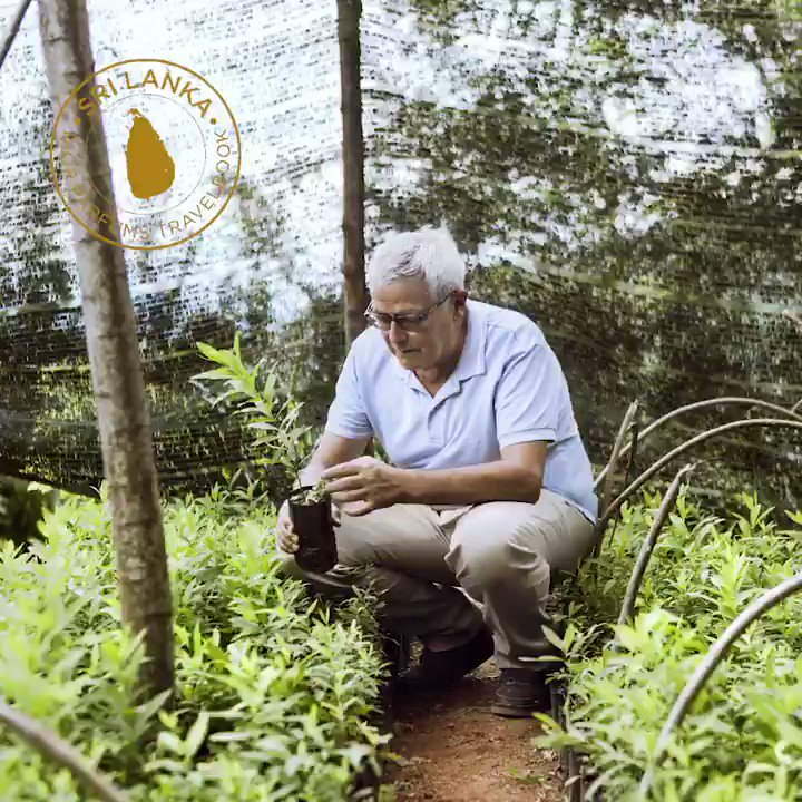 FRANÇOIS DEMACHY DIOR PERFUMER CREATOR’S TRAVELBOOK – SANDALWOOD IN SRI LANKA: “At the heart of the plantation, I discover the force of nature that this plant embodies”. #francoisdemachy #diorparfums