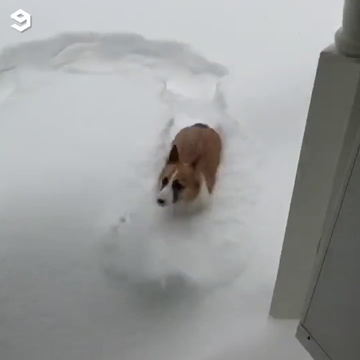 Snow!
...ok nope.
Maybe one more try.
Yea, nope.