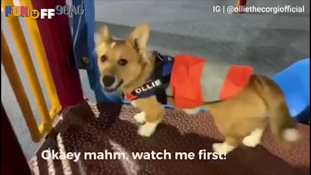 Teaching my hooman how to use the slide
Congrats to @olliethecorgi_ on becoming #9GAGFunOff Week 14 winner!
Submit your videos to http://funoff.9gag.com to win $10,000 and get famous!