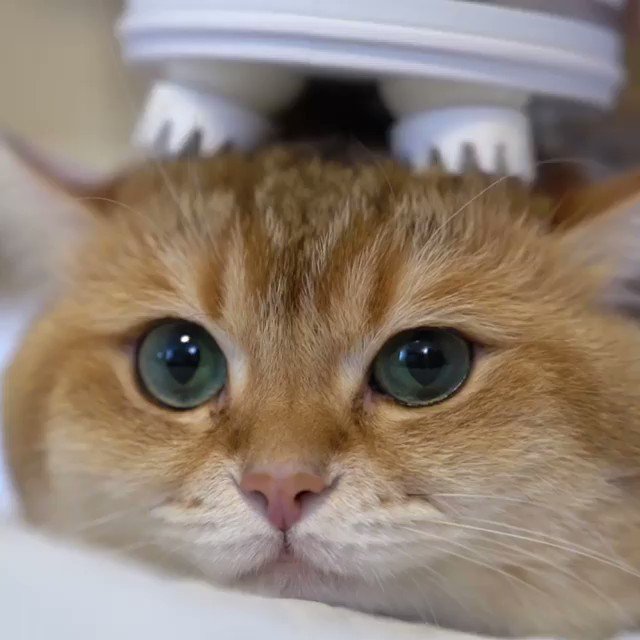 A good massage is pure relaxation, inspiring body and soul💆♂️
📹 hosico_cat | IG
