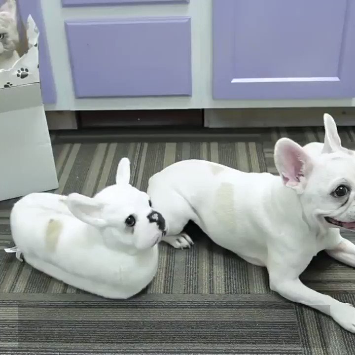 You can now wear your dog as a pair of slippers
Credit: Cuddle Clones