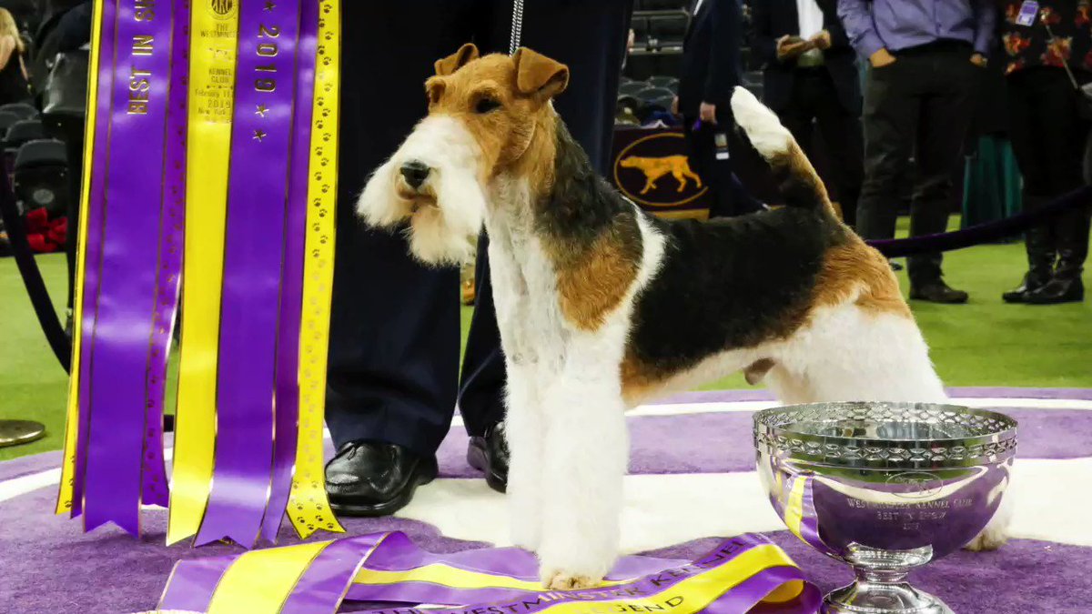 See the top dog from the #WKCDogShow and his competitors https://reut.rs/2SOnjAx