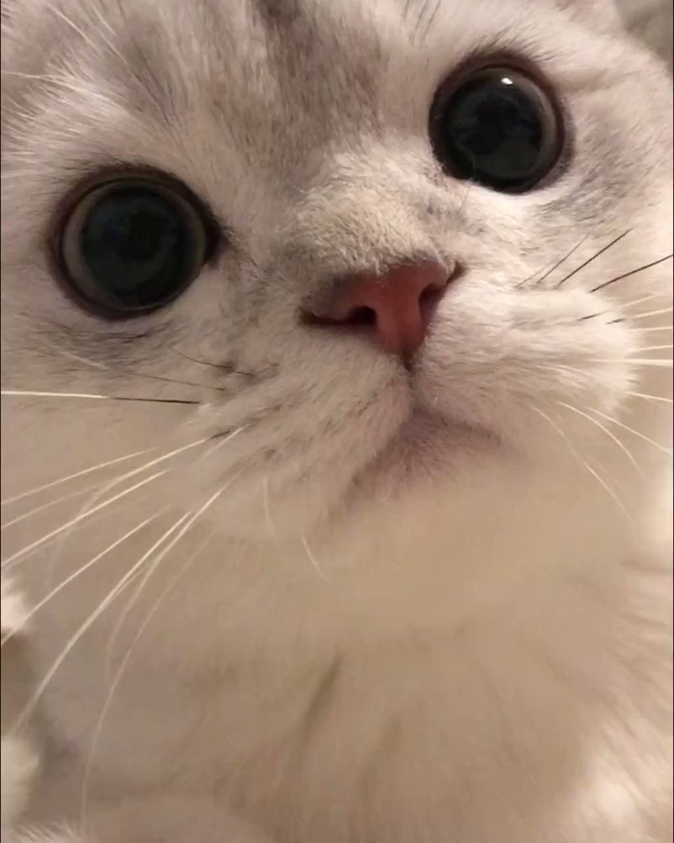 A cute cat to warm your stone cold heart
