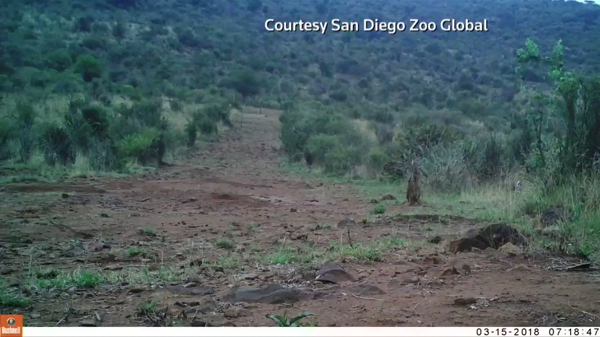 Images of a rare African black leopard have been captured in Kenya. More in this week's ICYMI playlist https://reut.tv/2LtiDcY via @ReutersTV