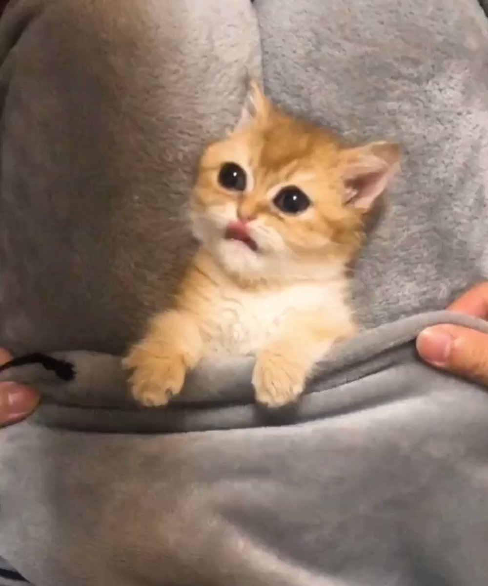 Stop bullying meow