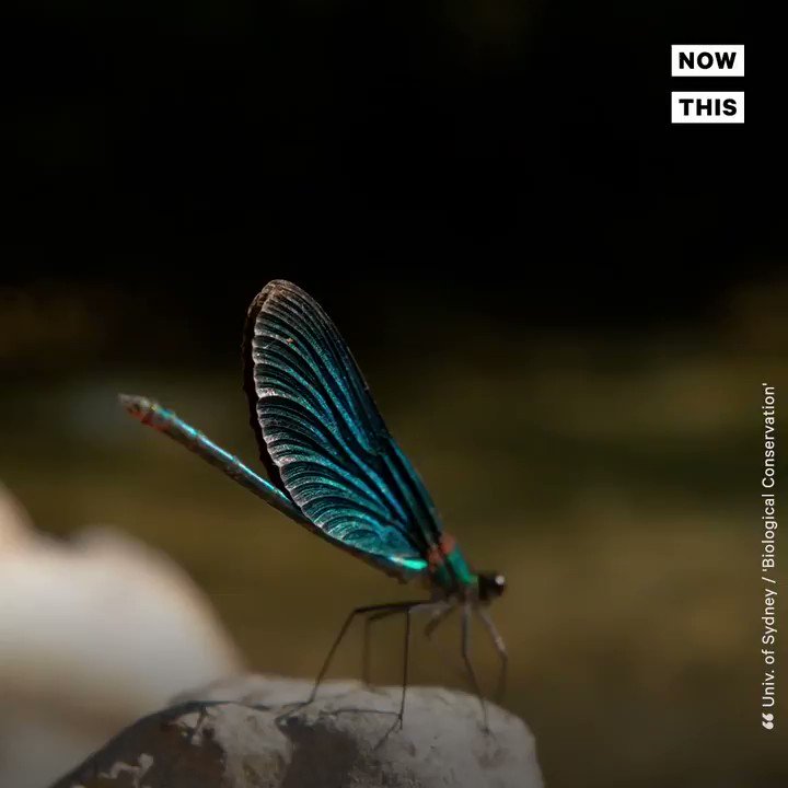 Insects are dying at catastrophic rates and that could be devastating to our ecosystems (link: ) https://twitter.com/nowthisnews/status/1097885519952850949/video/1 …