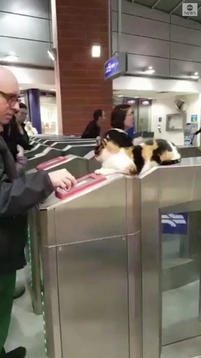 WELCOME ABOARD: Mitsi the cat greets rail passengers in central Israel, keeping her cool as commuters stream past. https://abcn.ws/2DM1N5K