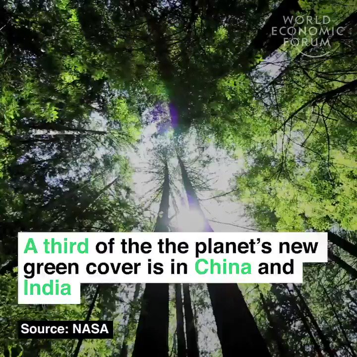 India broke a world record in 2017 by planting more than 66 million trees in just 12 hours.
📖 Read more: https://wef.ch/2GyJR28 #environment #india