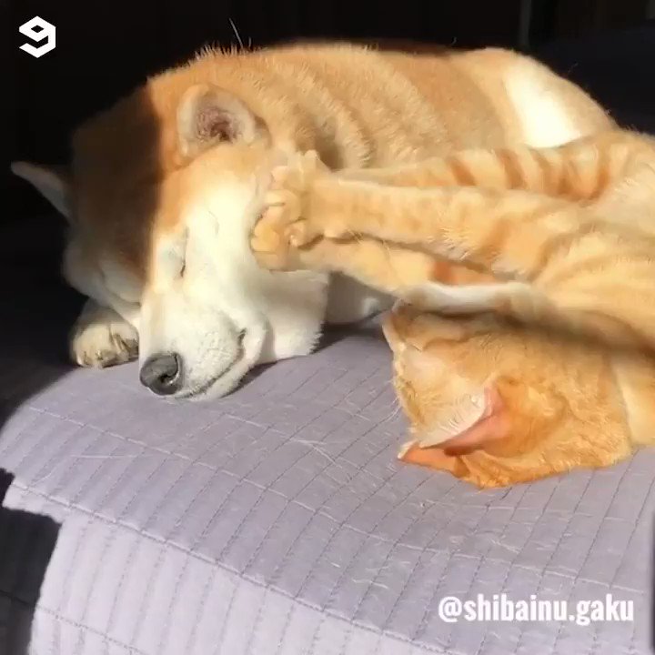 I wish I could receive such pawesome massage
By shibainu.gaku | IG