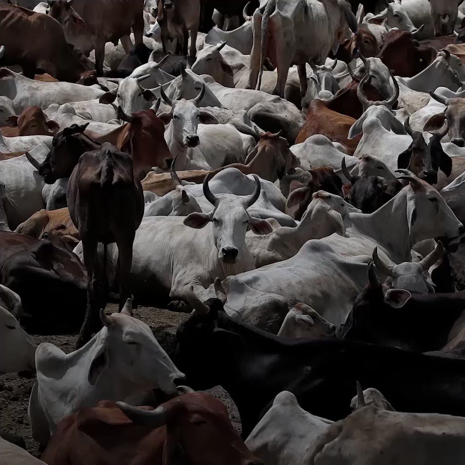 In #India, a violent campaign against beef consumption. Where is the government's condemnation of these vigilante groups? https://www.hrw.org/news/2019/02/18/india-vigilante-cow-protection-groups-attack-minorities …