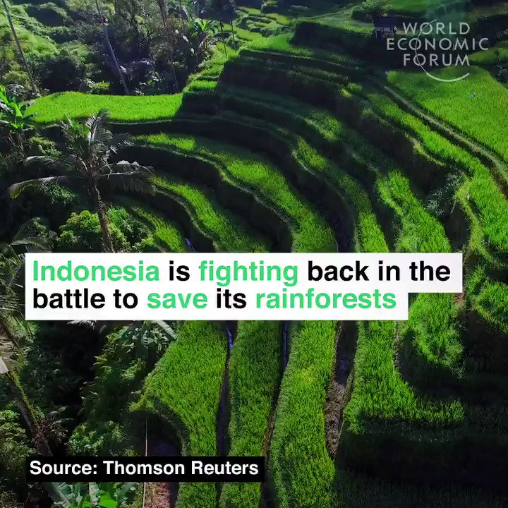 Rain forest destruction in Indonesia decreased in 2017.
Thanks to determined measures by government and business.
Innovative partnership with Norway contributed. Great news for climate and environment. For orangutans and tigers.😁👍😁