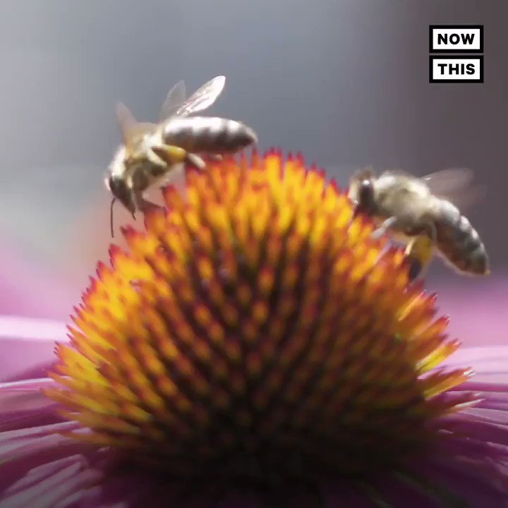 The EPA has approved dumping bee-killing pesticides across 16 million acres of land