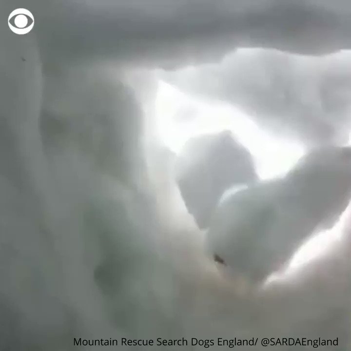 Ever wonder what it would be like to be rescued by a dog? This search and rescue organization filmed a training session – and now we know. https://cbsn.ws/2C4dQgg