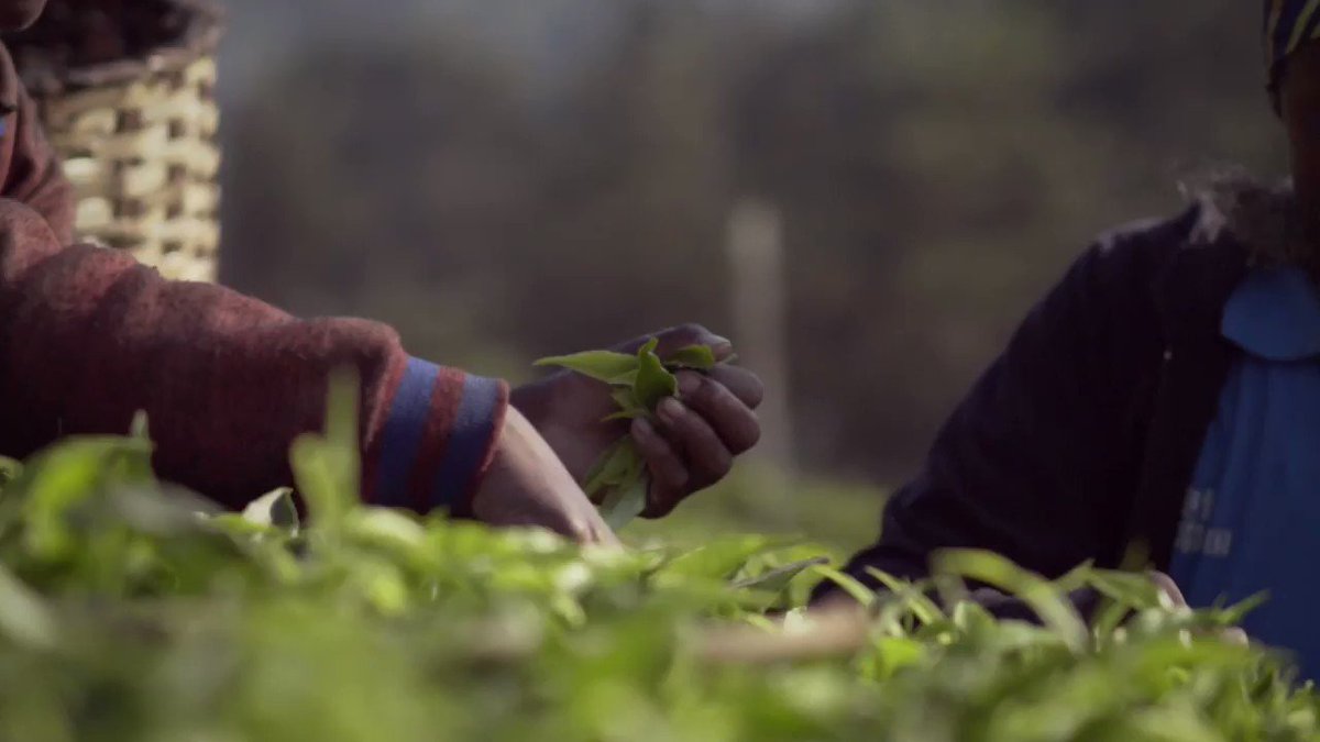 There’s more to your tea than you think. Meet the women along our Simple Truth Tea supply chain, creating opportunities for themselves, accomplishing firsts and nourishing future growth. #InternationalWomensDay http://spr.ly/6012EnUZy