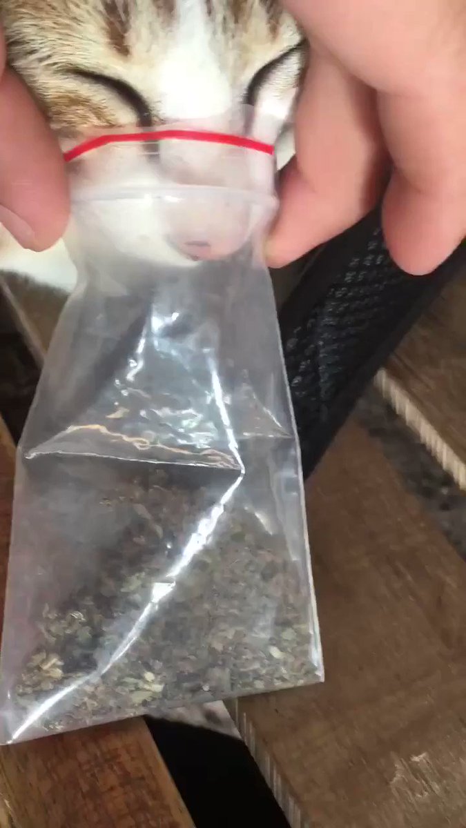 Everyone has a friend who vapes until like this