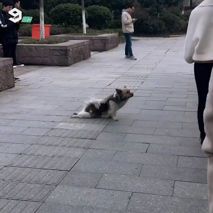 Give this dog an Oscar