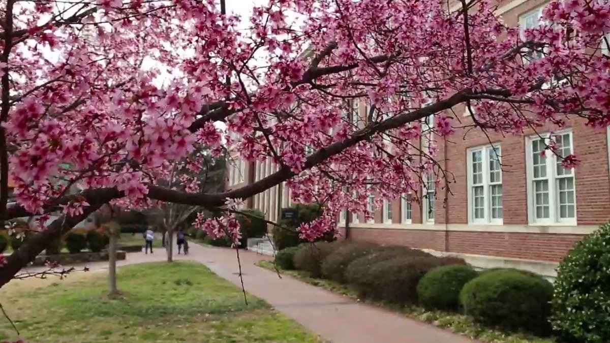 There's nothing like springtime at #UNC! Take a look at Carolina in bloom π