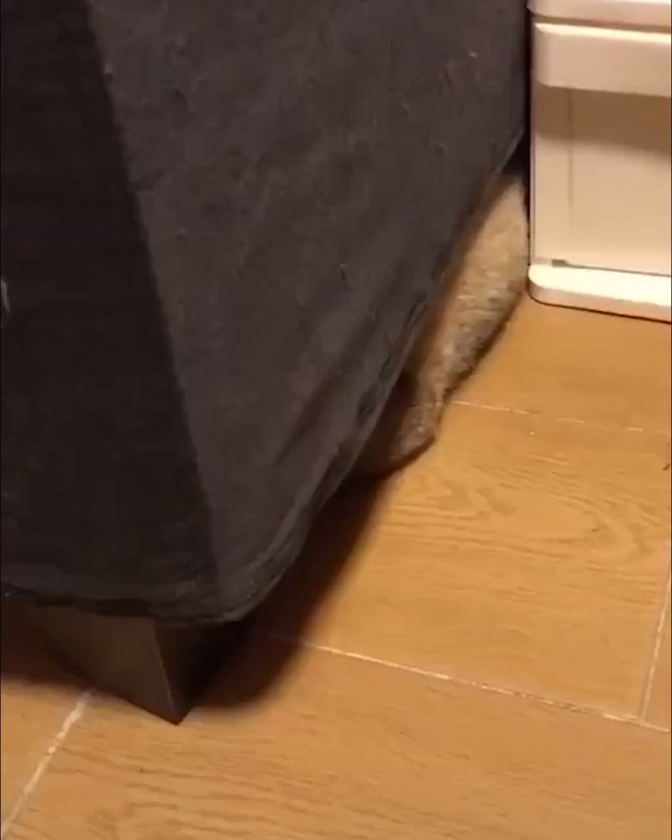There's something under my sofa...