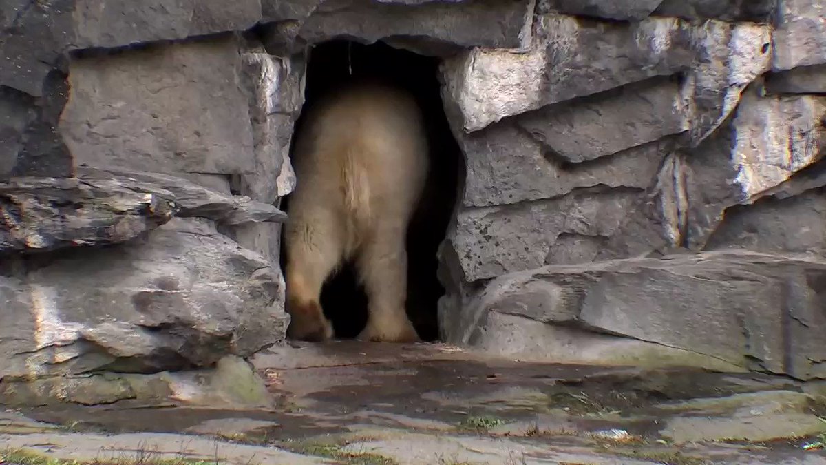Polar bear Tonja shows off her cub for the first time at the Tierpark Berlin zoo