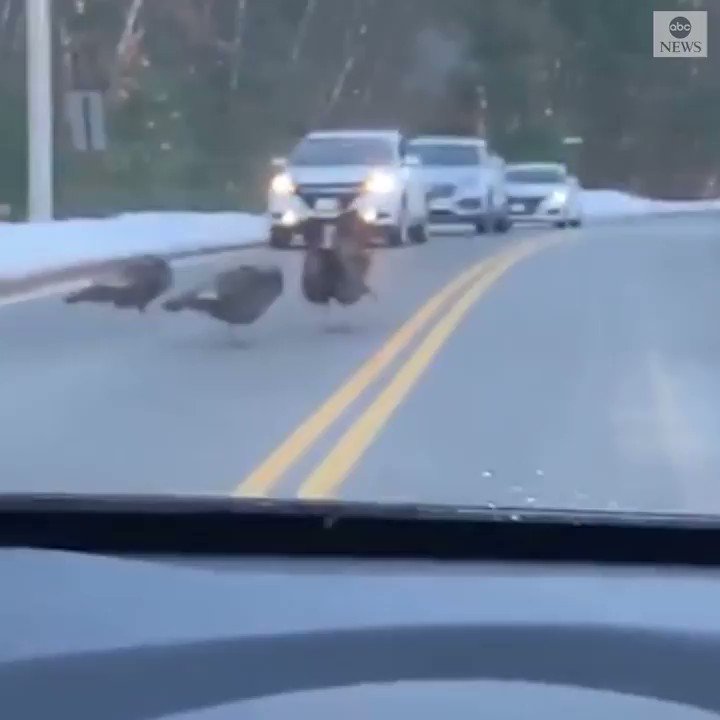 CROSSING GUARD: This very responsible turkey halted traffic on a two-lane road in New Hampshire until the entire flock was able to cross. https://abcn.ws/2F8eVmo