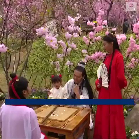 IN FULL BLOOM: Hundreds of thousands of visitors flocked to southwest China to experience beautiful, fragrant blooming of cherry blossoms, Chinese flowering crabapple trees and other colorful, springtime flora. http://abcn.ws/2Fc7cUs
