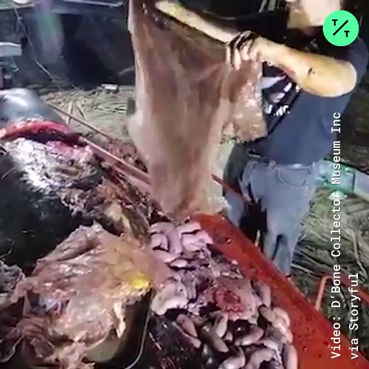 A dead whale in the Philippines had 88 pounds of plastic in its stomach, including:
- 16 rice sacks
- 4 banana plantation-style bags
- multiple shopping bags