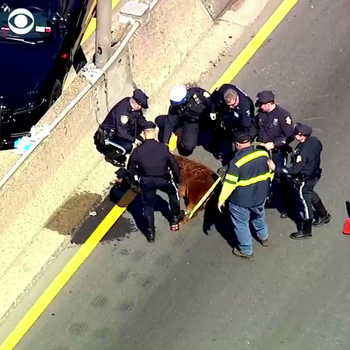 ON THE MOO-VE: A cow somehow ended up on an expressway in The Bronx — stopping traffic and causing udder confusion