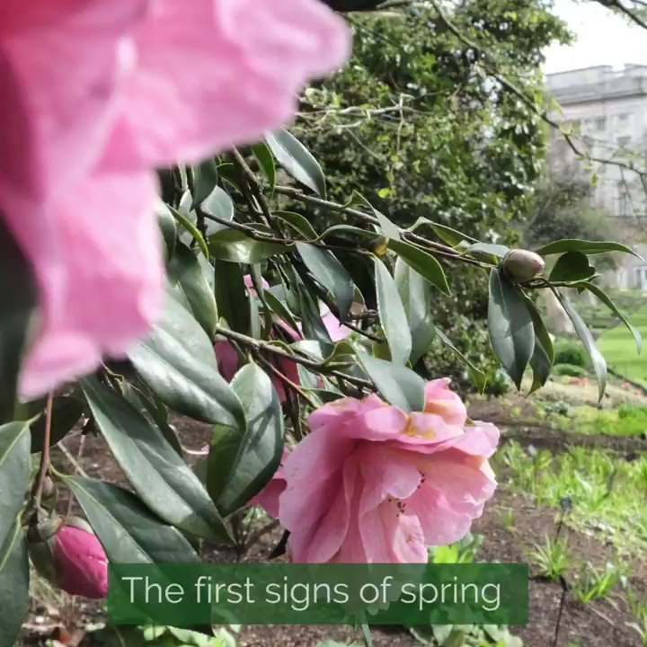 Today is the #FirstDayofSpring and flowers are beginning to bloom in the Buckingham Palace gardens! 🌺🌼🌻
#SpringEquinox.
