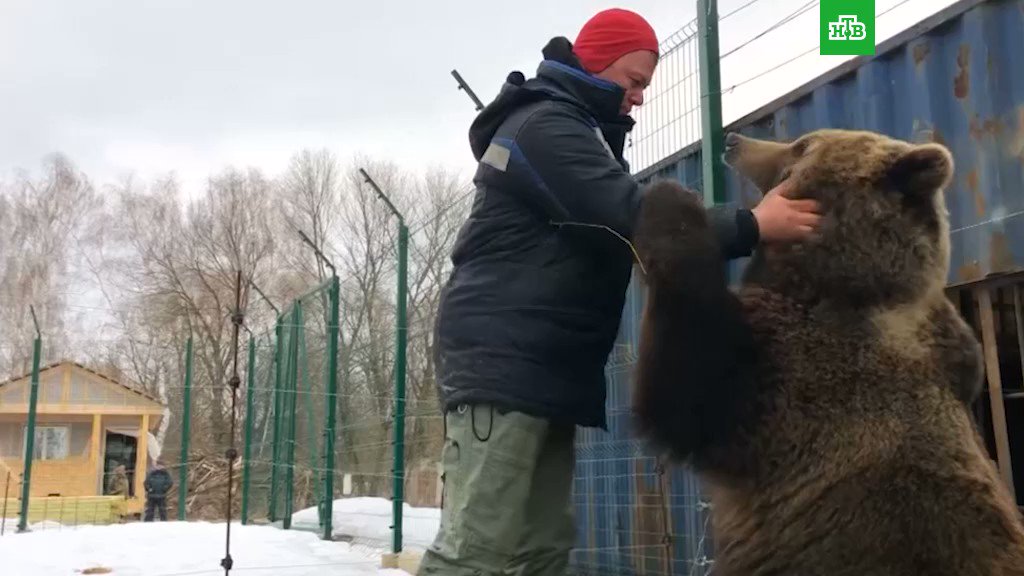 Медвежонок Мансур поселился на аэродроме