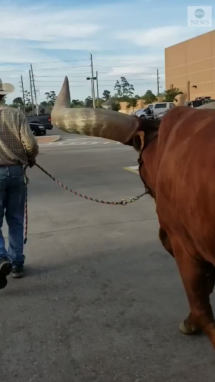 Steer in petco cheap