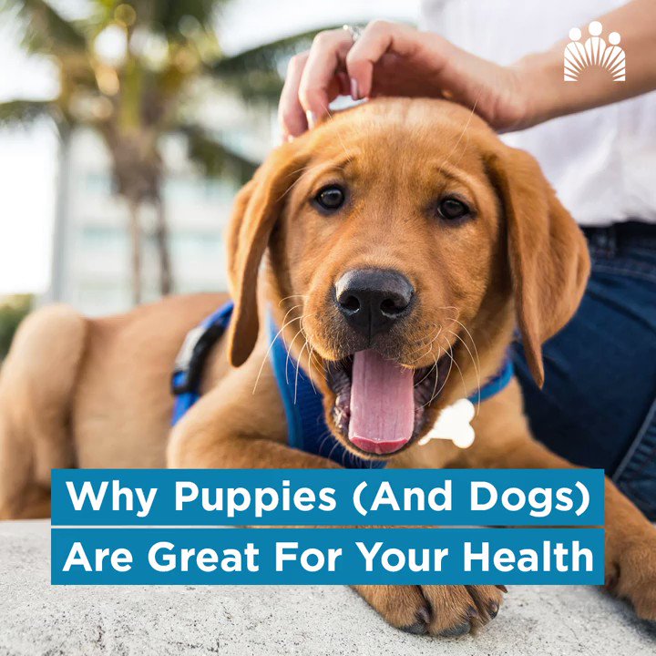Did you know that puppies (and dogs) make a great contribution to your total health? Find out why. 🐶 #NationalPuppyDay