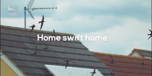 We are so close to reaching our target of 1,000 swift boxes before they arrive at the end of April. There are different ways you can provide a home for swifts, can you help? http://natu.re/2Yvlub #WingComing #Swifts