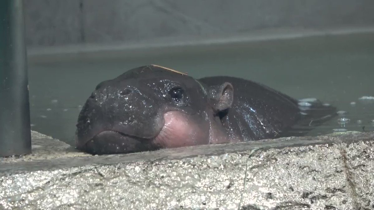 カバの赤ちゃんってこんなにかわいいの みんな骨抜きになっちゃう Fundo カバの赤ちゃんってこんなにかわいいの みんな骨抜きになっちゃう Fundo