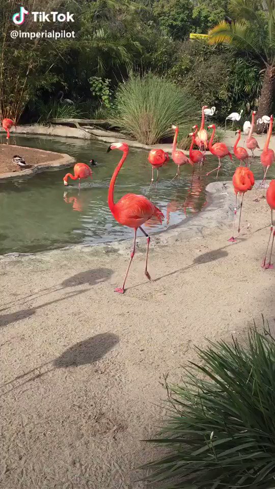 Flamingo Tiktok Can I Get A