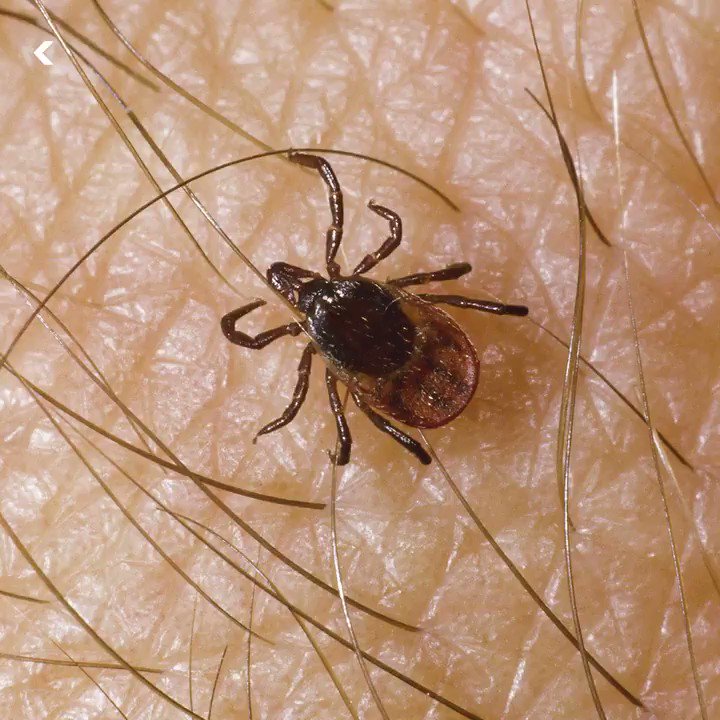 клещ коричневого цвета. клещ сибирский энцефалитный. клещ коричневый плоский. иксодовые клещи пятнистый. коричневый клещ.