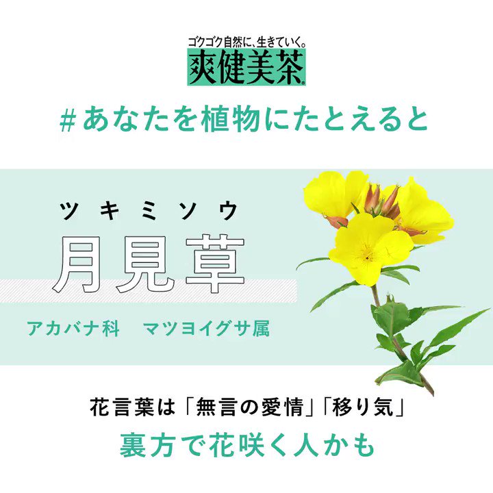 今日は #植物学の日。 #あなたを植物にたとえると？ ＞＞スクリーンショット＜＜ で診断！ #爽健美茶 の25周年特別限定ブレンドは...