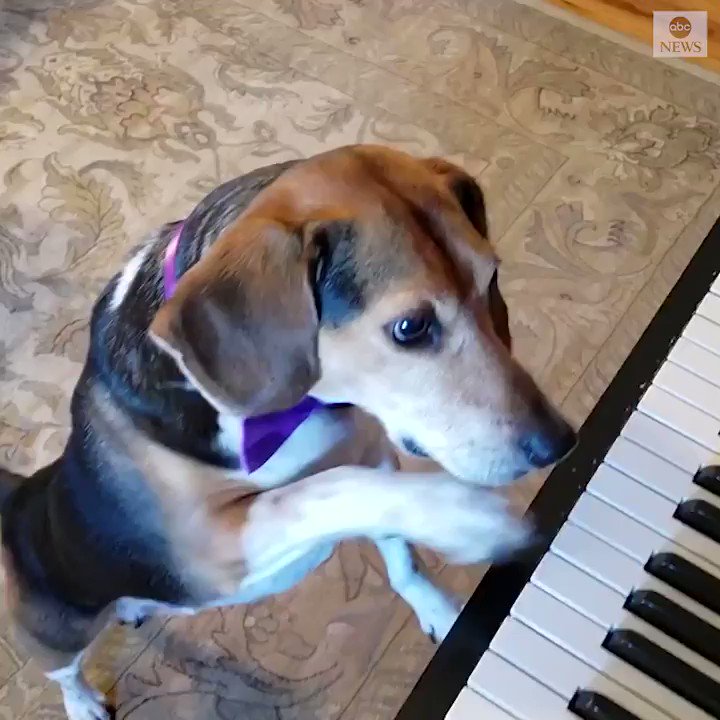 PUPPY PIANIST: A dog wearing a purple bowtie sang his heart out as he hit the keys and howled the high notes much to the delight of his owner. https://abcn.ws/2GPLrur