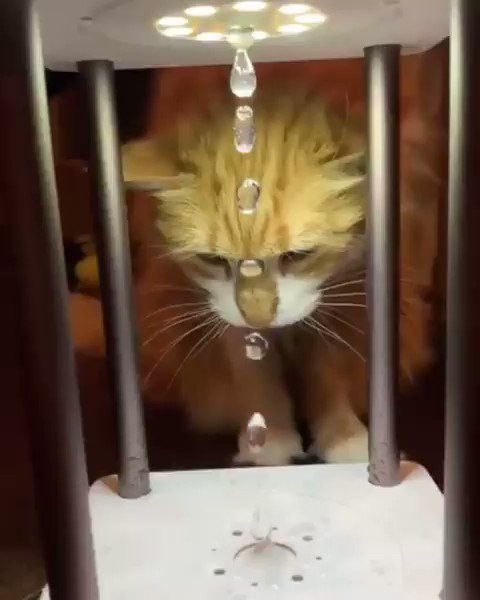 Bamboozled by the anti-gravity water drops