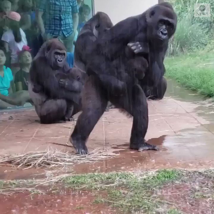 Gorillas at a South Carolina zoo trying to avoid the rain peak out from under their enclosure before they finally making a break for it. https://abcn.ws/2HjjSJY