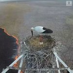 【コウノトリ】大変な環境の中でも子育てをする・母は強し!