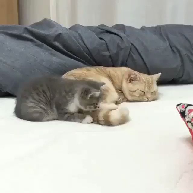 【ギブアップにゃ~】親猫のしっぽをガブガブ噛みつく子猫の末路に爆笑